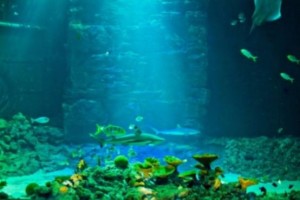 Mallorca Sehenswürdigkeiten auch im Winter: Palma Aquarium