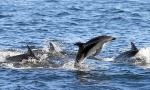 Mallorca Bootsausflüge Delfine