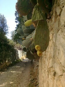 Feigenkaktus auf Mallorca