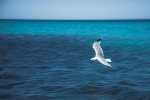 Mallorca Ausflüge Naturpark LLevant mit dem Bot