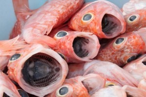 frische Fische in Mallorca Restaurant bei Alcudia