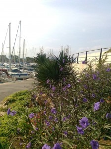 Mallorca Bonaire bei Alcudia
