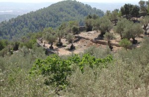 Alaro Mallorca Landschaft