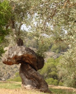 Ausflüge in die Natur auf der Insel Mallorca