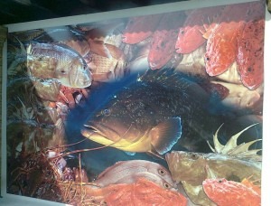 frische Fische in Mallorcas Restaurants