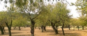 Natur auf Mallorca im Landesinneren