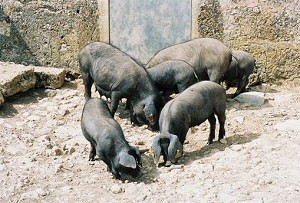 Aus dem schwarzen Schwein wird die Köstlichkeit "sobrassada" hergestellt