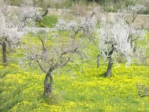 Mallorca Blütenpracht im Februar