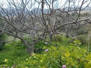 Natur Mallorcas im Februar
