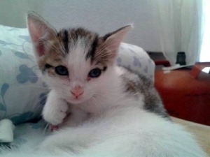 Mallorca Katzen