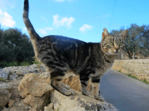 Mallorca Katzen