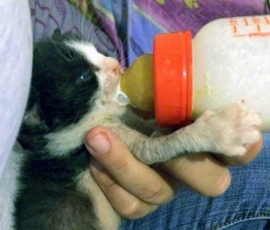 Mallorca Katzen Baby