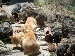 Tierschutz Mallorca Katzen herrenlos