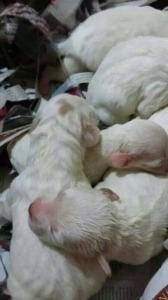 Mallorca Tiere Müllbabys