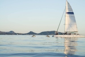 bootstour cala ratjada delfine beobachten