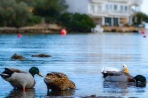 porto-petro-mallorca-romantik-ausflug